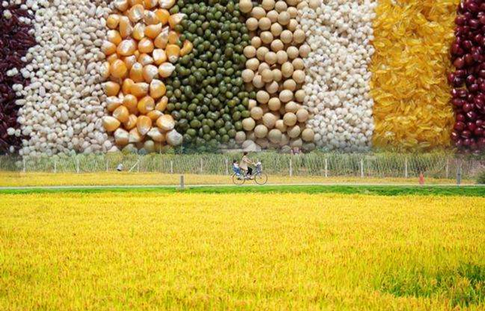 空氣能熱泵烘干機助力自動化農業發展，空氣能糧食烘干機十大優點