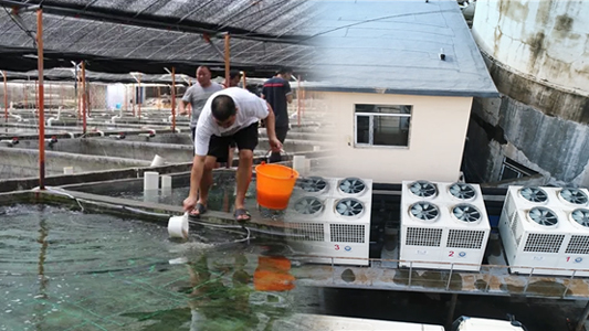 空氣能恒溫養殖熱泵助水產養殖戶節省開支、提高利潤，再也不用操心水溫了！